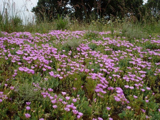 Lampranthus sociorum going full tilt